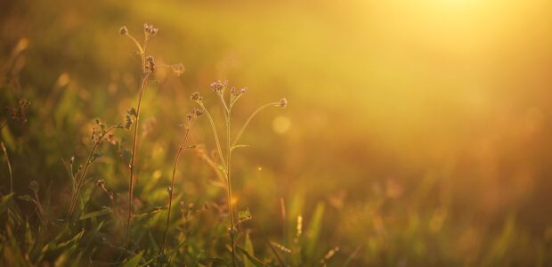 Cultivating Shuniya: A Path to Inner Stillness