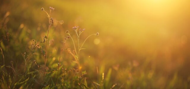 Cultivating Shuniya: A Path to Inner Stillness